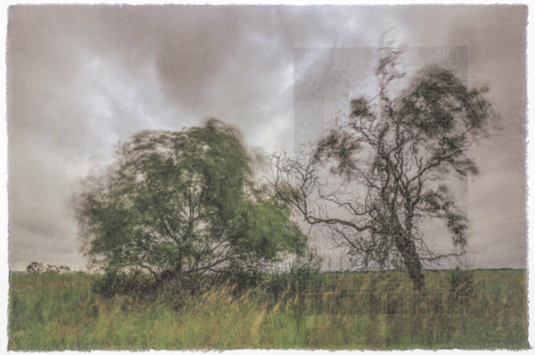 Trees, endure for life : Giljung Yoon