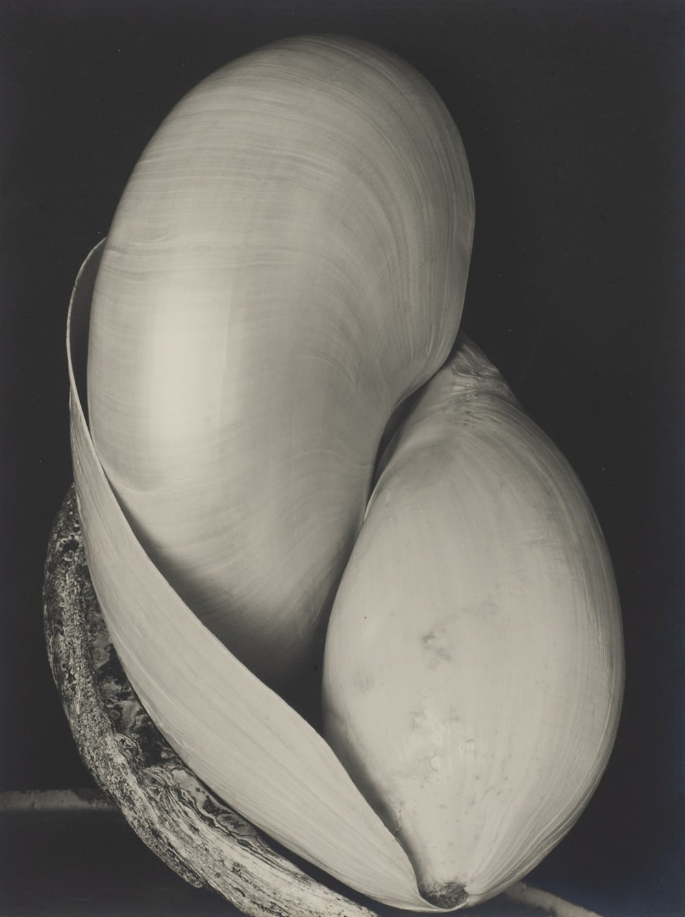 Edward Weston, Modernité Révélée