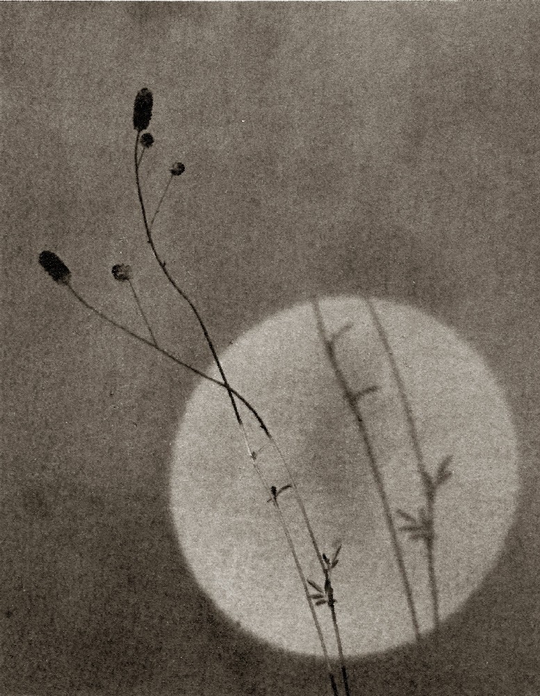 Diaphane : Ayako Takaishi