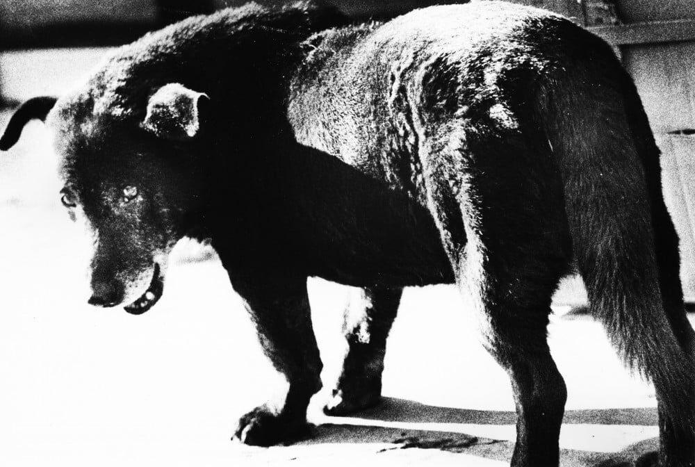 Daido Moriyama, Lettres d’amour à la photographie