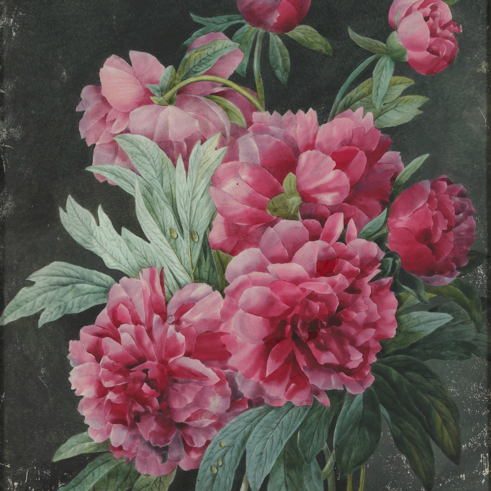 Roses & Pivoines
