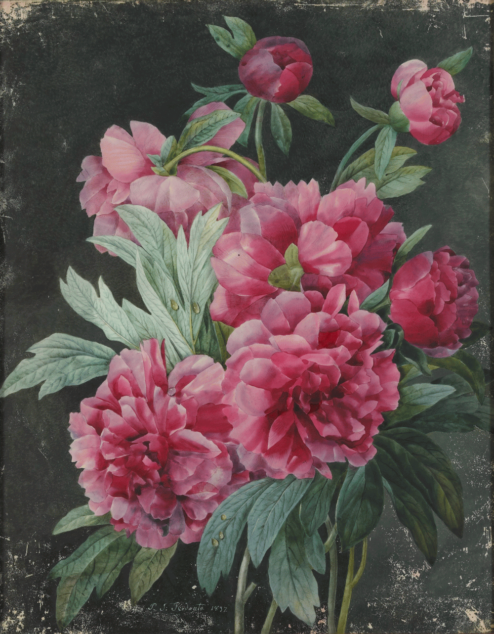 Roses & Pivoines