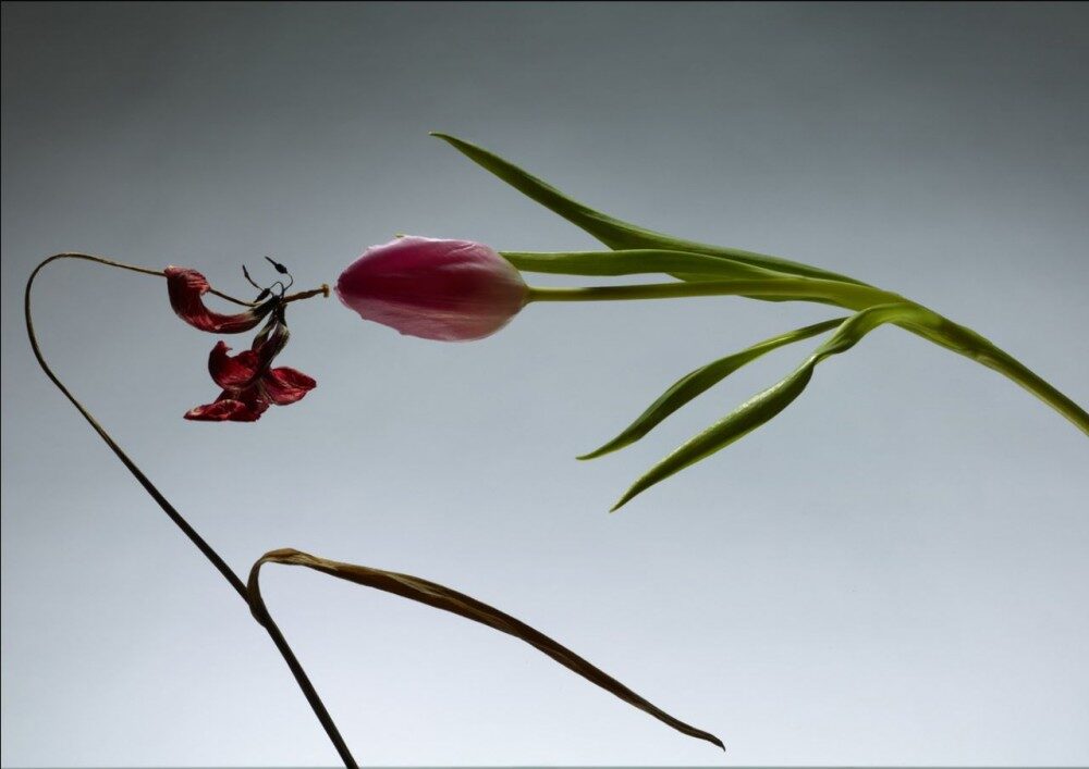 Still Life : Satoshi Saïkusa